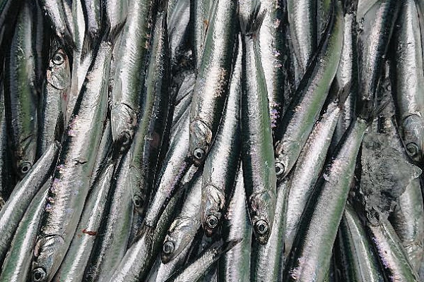 Anchovies