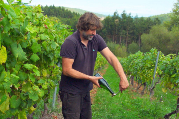 Vidular Vineyard