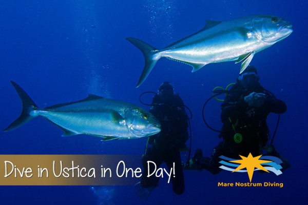 Depending on season, you might encounter the Mediterranean majestic amberjack!