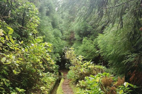 Levada