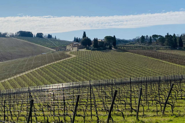 Private Tour to Wineries and Chianti from Livorno Port