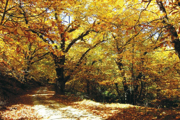 Kosmas Forrest