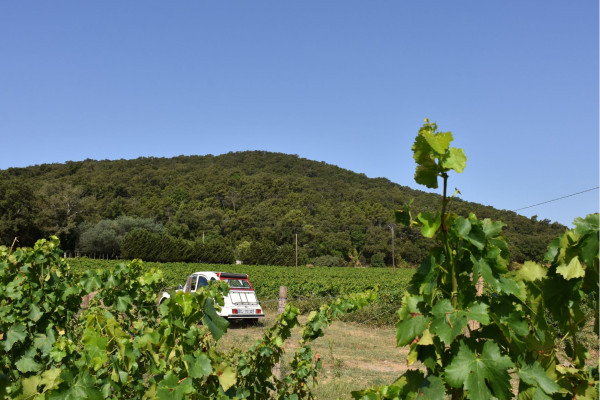 Discover the vineyards and villages of the Gulf of Saint-Tropez by vintage car