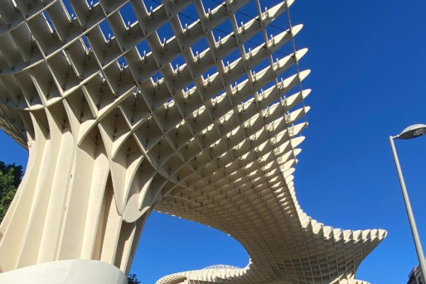 Setas de Sevilla Mushrooms