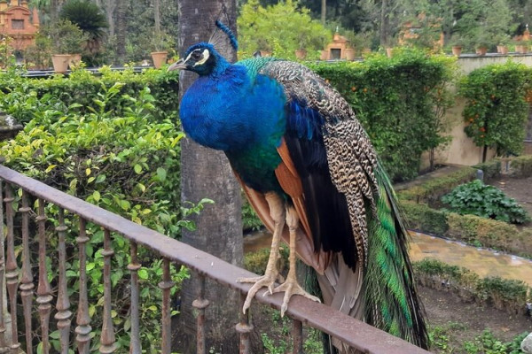 Peacock in the garden of the Royal Alcazar