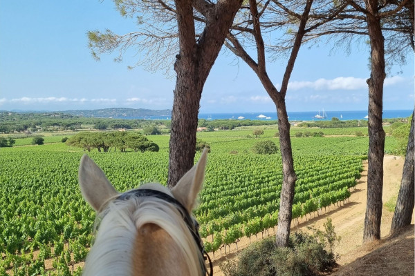 Horse back riding in the vineyards of Ramatuelle