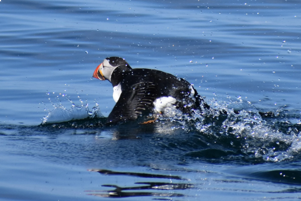 Puffins