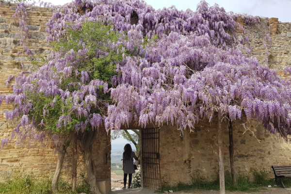 Spring in San Gimignano