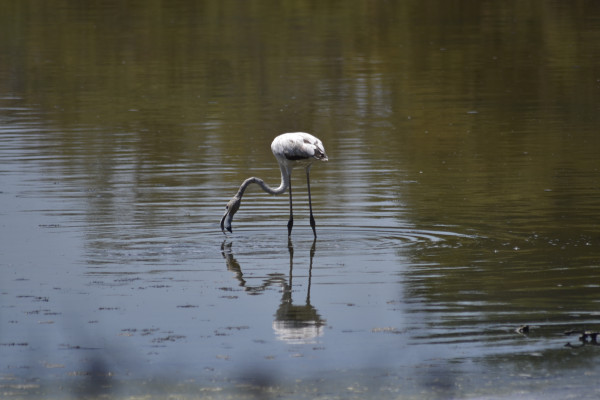 Flamingos in Valencia