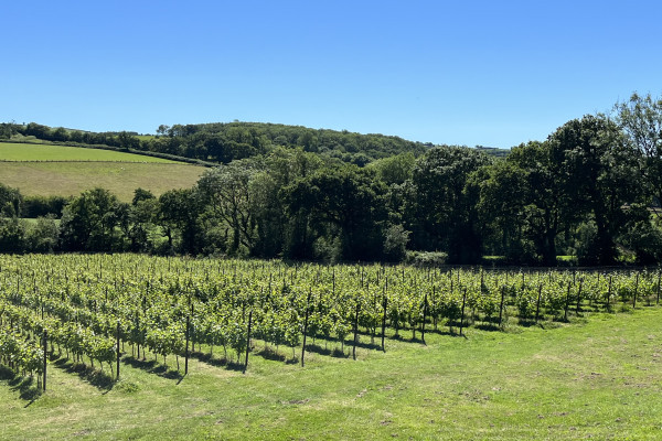 View of the vineyard from the lodge terrace