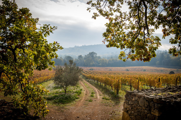 The Clos Peyrassol, the best plots of the vineyard Château Peyrassol