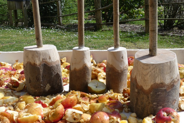 Fun interactive activity, stomping of apples