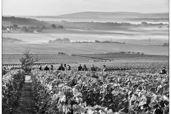 VIGNES PEVY