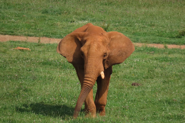 elephant 