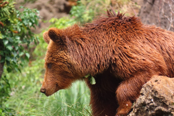 brown bear