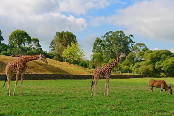 Giraffe