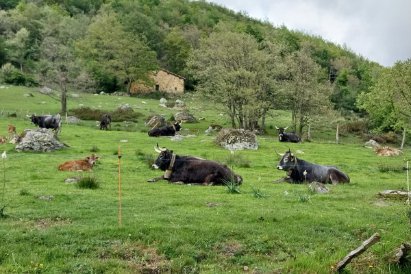 Rural landscape- local cows