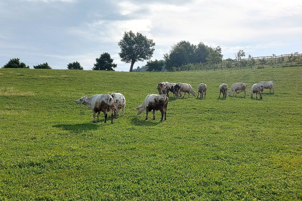 Rosola Dairy