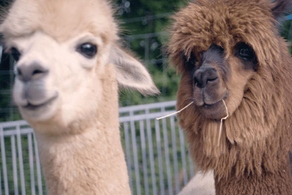 Alpacas Semmel and Pippin