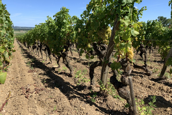 The vines in Sauternes