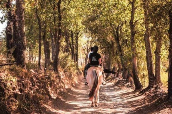 Horse ride in the vineyard Grimaud