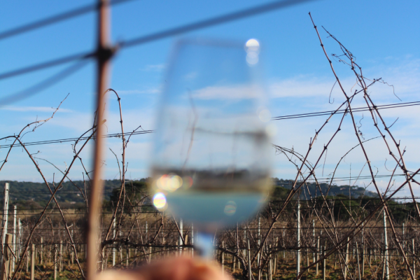 Horse ride in the vineyard Grimaud