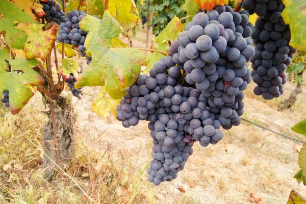 Nebbiolo Grapes