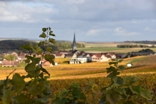 Photo d'octobre branche de vigne en premier plan,  les couleurs des feuilles son jaune feu en deuxième plan et au font du tableau un village et sont église.