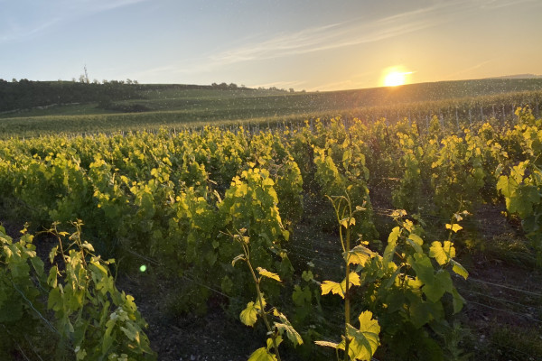 Sunset in our vines.