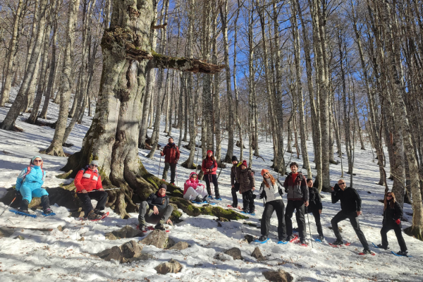 53_SNOWPOLLINO3