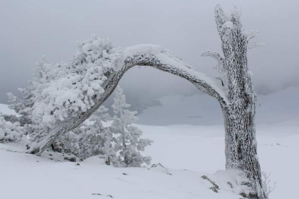 53_SNOWPOLLINO8