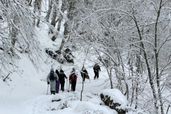 53_SNOWPOLLINO10