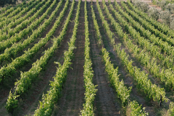 The vineyards