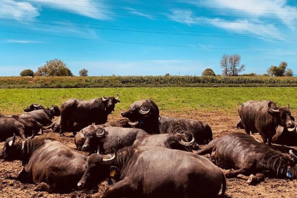 Private Tour: Paestum, Mozzarella Bufala guided tour and lunch included
