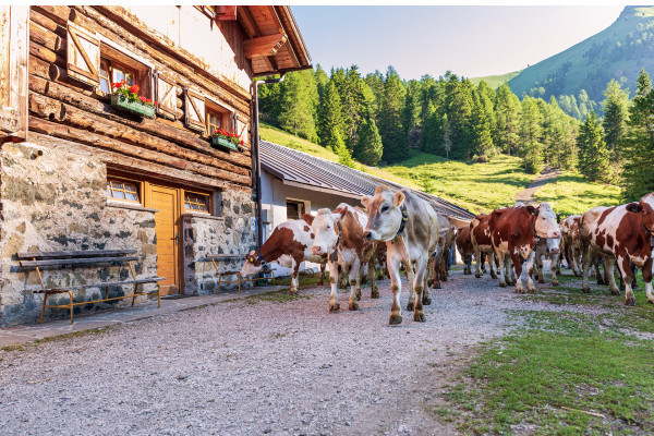 Archivio Azienda per il Turismo Val di Fassa