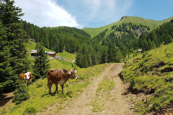 Archivio Azienda per il Turismo Val di Fassa