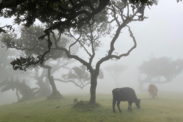 fanal foggy