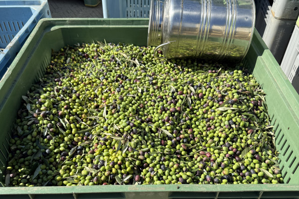 Olives ready for the mill