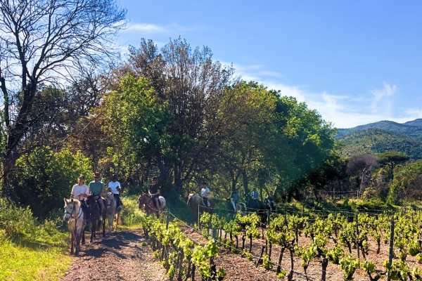 Horseriding Grimaud and wine tasting