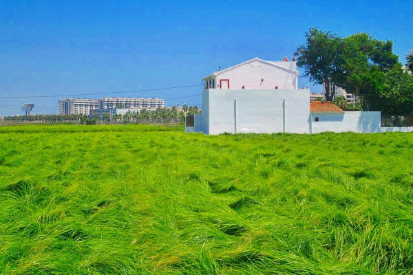 Tiger Nut (chufa) field