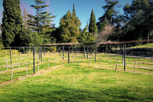 Stroll through lush gardens and grand estates before enjoying a curated wine tasting in the Setúbal region.