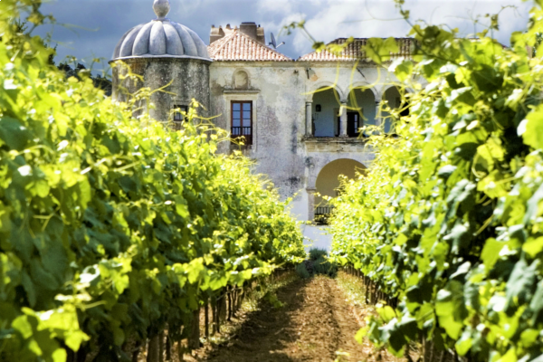 A sensory journey through heritage and flavor—taste award-winning Portuguese wines just outside Lisbon.