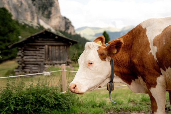 Albe in Malga | Archivio Fotografico ApT Val di Fassa