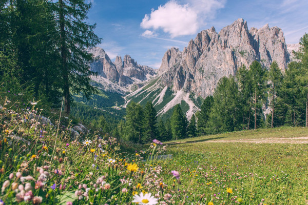 Albe in Malga | Archivio Fotografico ApT Val di Fassa