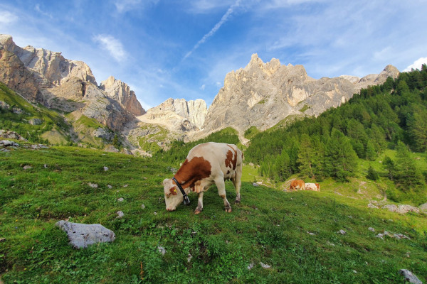 Archivio fotografico ApT Val di Fassa