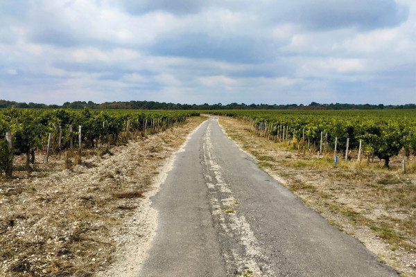 The Médoc by Gravel bike : Enjoy a bike ride through the most iconic vineyards of the Margaux appellation