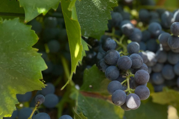 Wine estate tours from Saint-Tropez - Beyond The Wine 