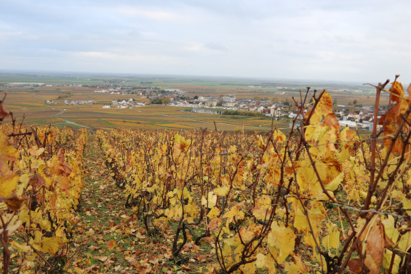 Avize from the vines