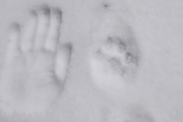Lynx footprint. If we see fresh footprints it is a thrilling moment, confirming the success of the tracking team. Image by Ferenc Alpár Gothárd.