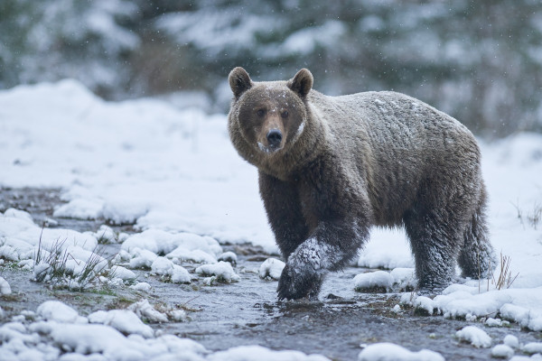 The month of March offers a high probability of spotting Brown Bears traversing the snow. A valuable highlight of the tour's mammal list. Photo Credit: Zoltan Gergely Nagy.